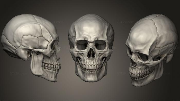 Анатомия скелеты и черепа (Человеческий Мужской Череп, ANTM_0708) 3D модель для ЧПУ станка